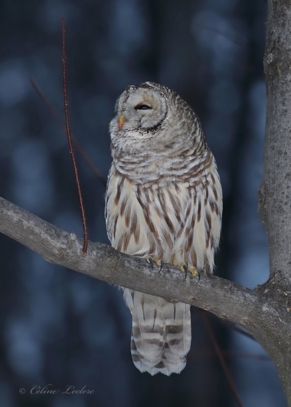 Chouette raye_Y3A5001 - Barred Owl