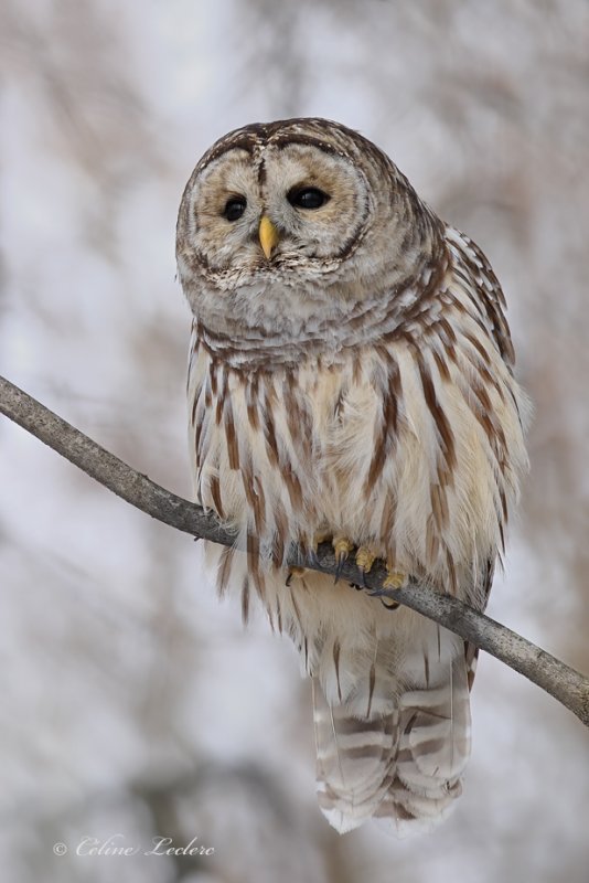 Chouette raye_Y3A5143 - Barred Owl