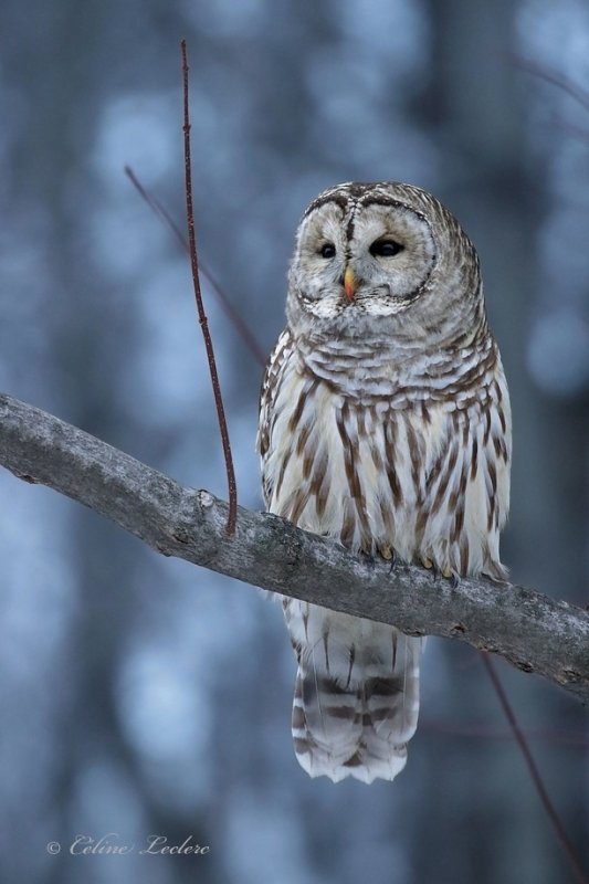 Chouette raye_Y3A4984 - Barred Owl