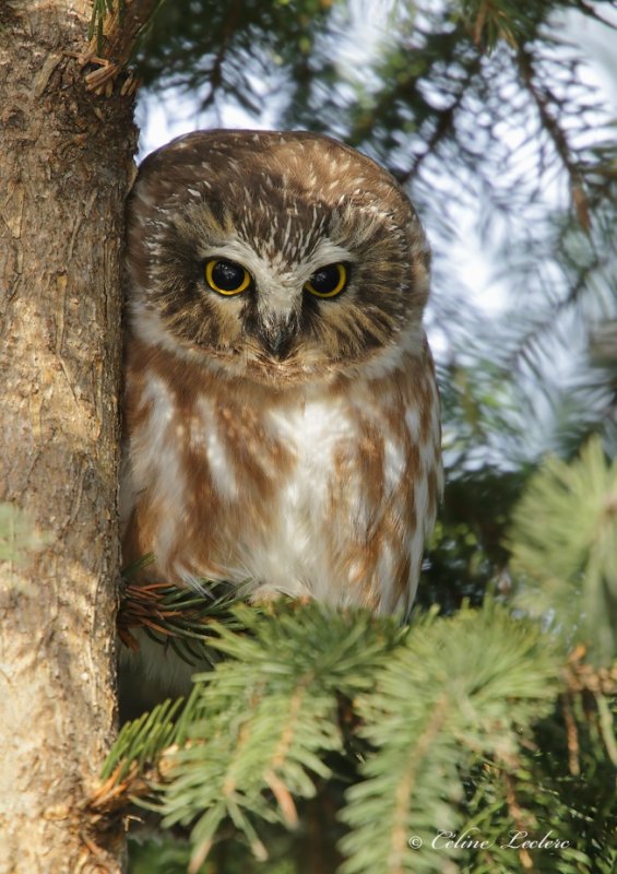 Petite Nyctale_Y3A4886 - Northern Saw-whet Owl