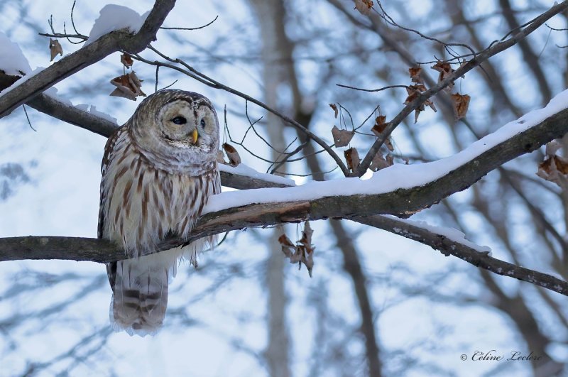 Chouette raye_Y3A5657 - Barred Owl