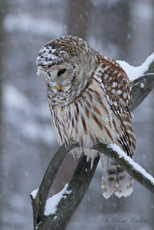 Chouette raye_Y3A5583 - Barred Owl
