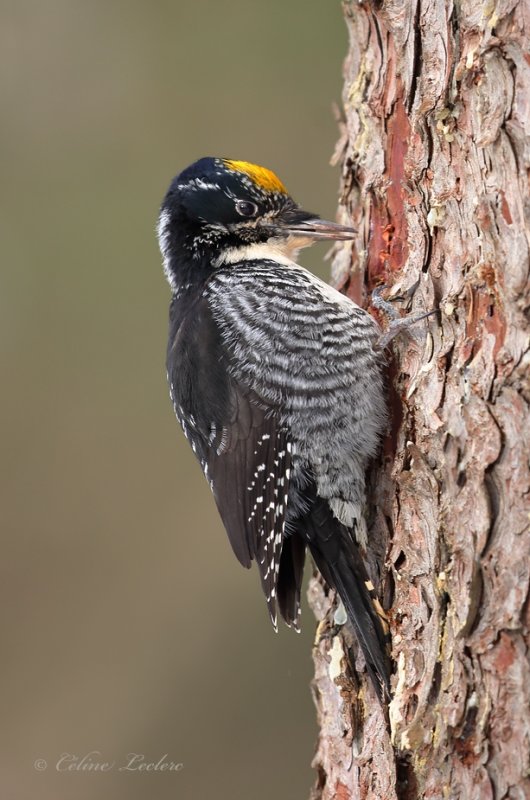 Pic  dos ray_Y3A6286 - American Three-toed Woodpecker