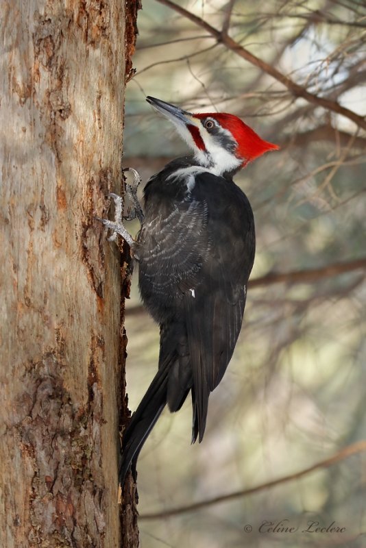 Grand Pic_Y3A6734 - Pileated Woodpecker
