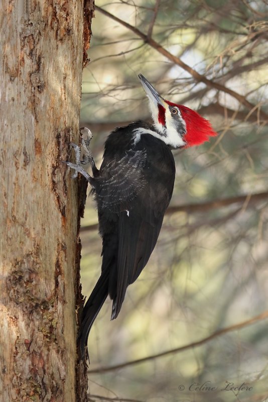 Grand Pic_Y3A6758 - Pileated Woodpecker