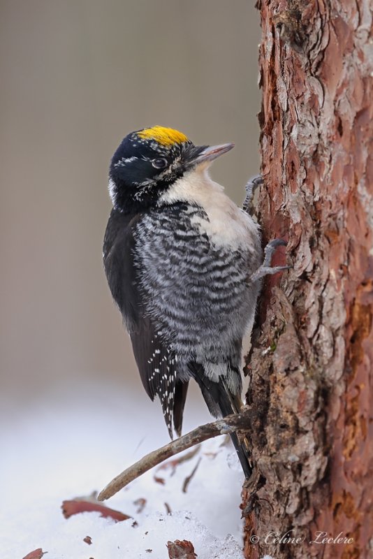 Pic  dos ray_Y3A6408 - American Three-toed Woodpecker