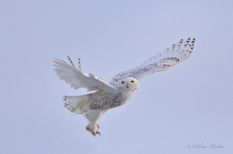 Harfang des neiges_Y3A6769 - Snowy Owl