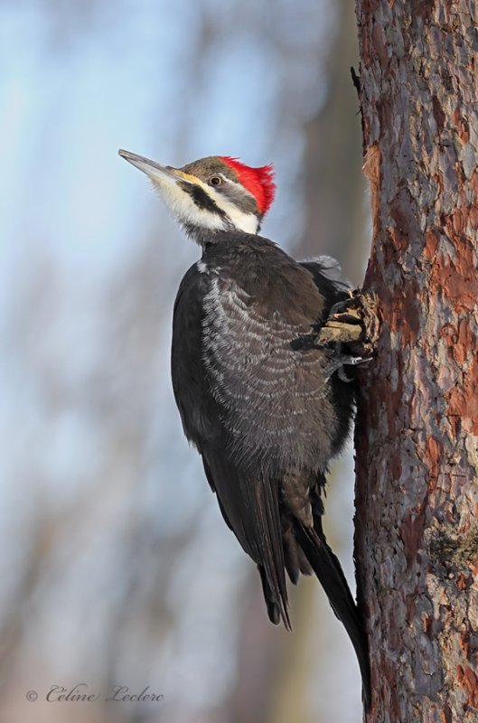 Grand Pic (f)_Y3A6982 - Pileated Woodpecker