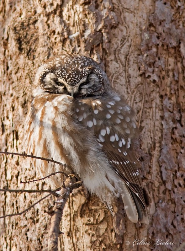 Nyctale de Tengmalm_7143 - Boreal Owl