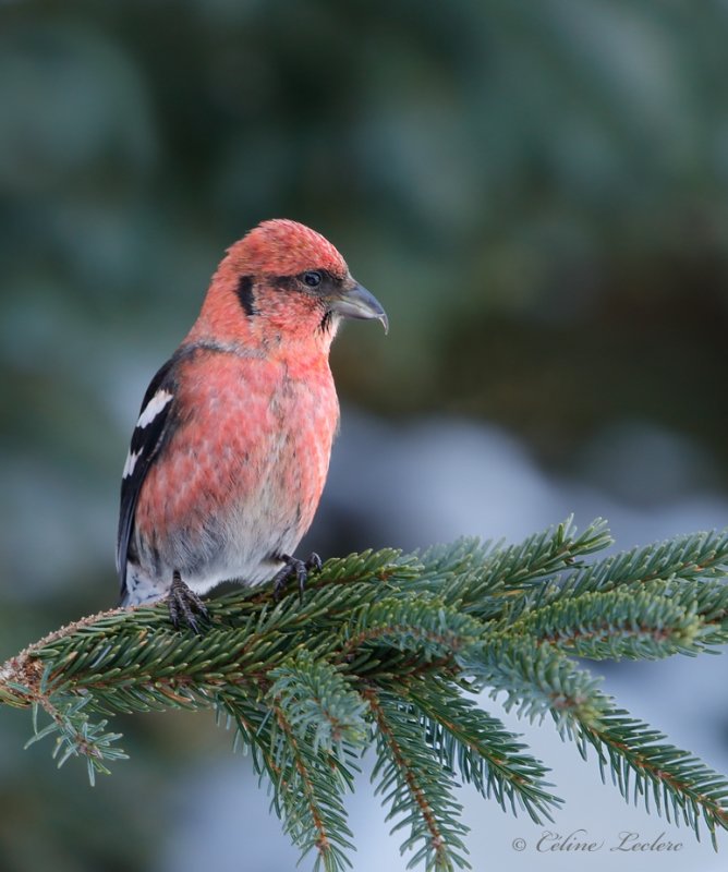 Bec crois bifasci_Y3A7163 - White-winged Crossbill