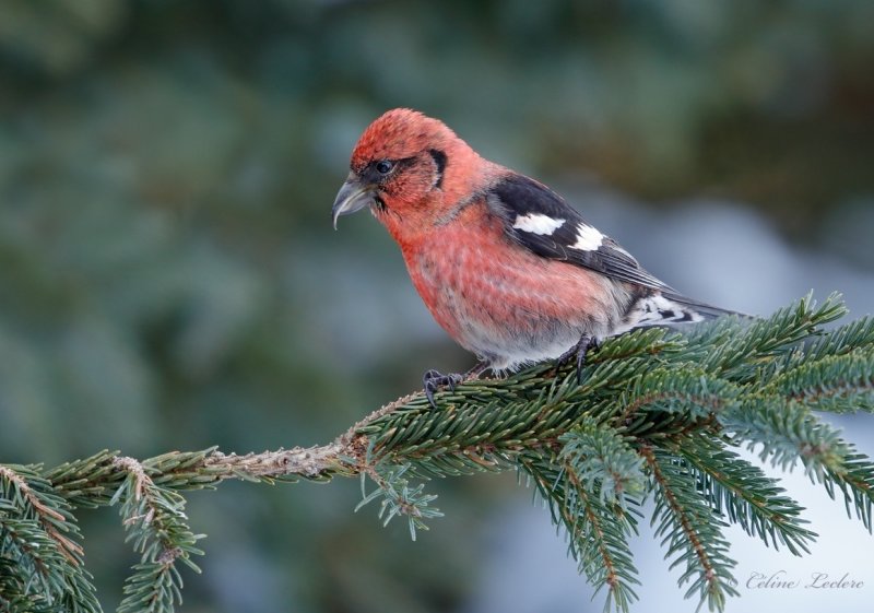 Bec crois bifasci_Y3A7176 - White-winged Crossbill