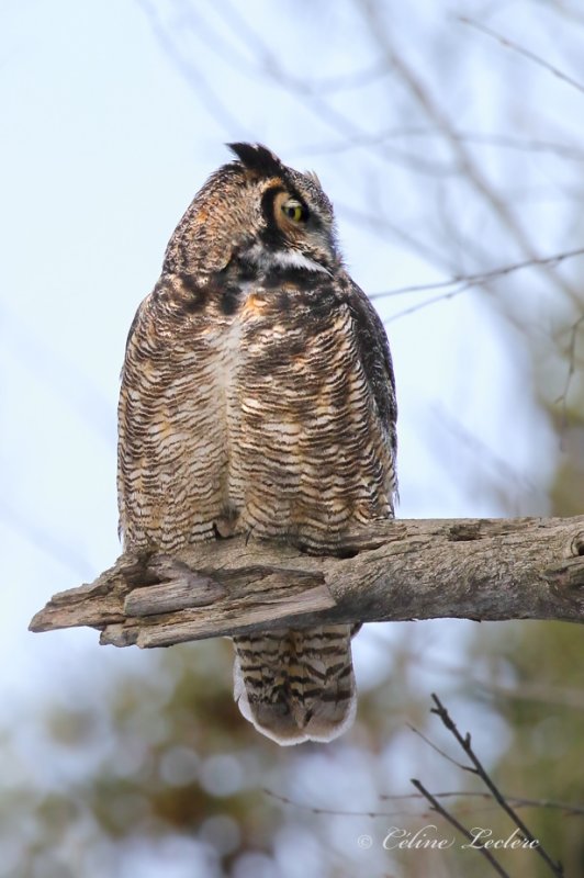 Grand Duc d'Amérique_Y3A7729 - Great Horned Owl