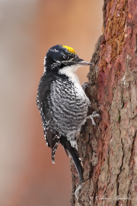 Pic  dos ray_Y3A8868 - American Three-toed Woodpecker