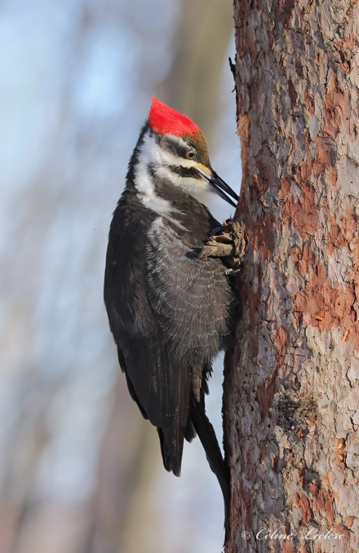 Grand Pic (f)_Y3A6905 - Pileated Woodpecker