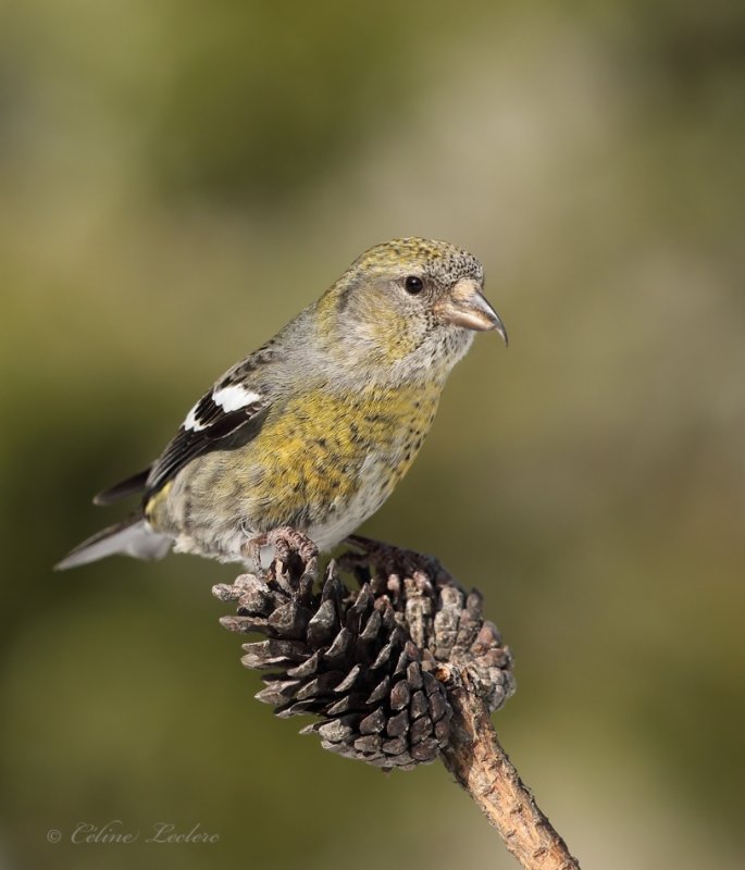 Bec crois bifasci_Y3A0443 - White-winged Crossbill