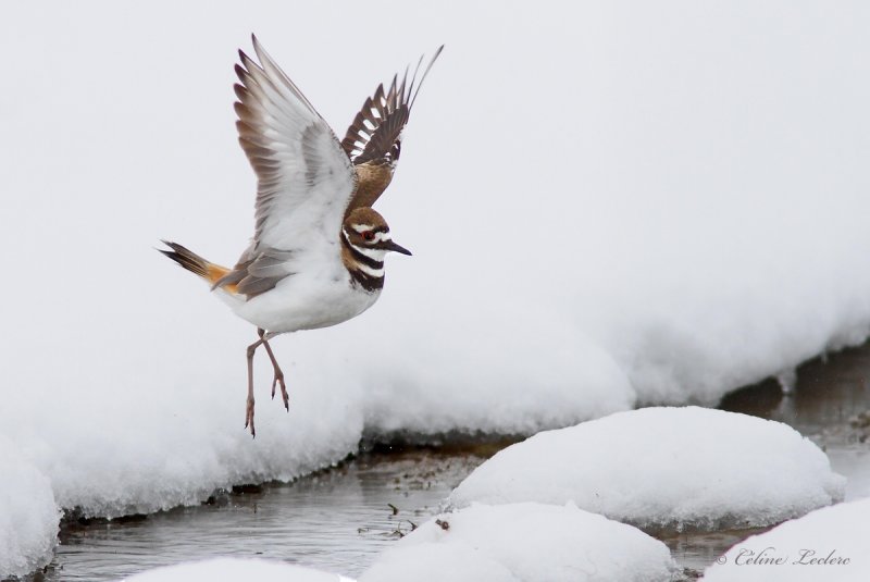 Pluvier kildir_2018 - Killdeer