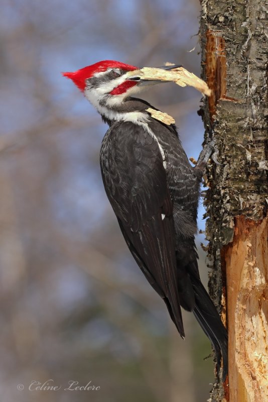 Grand Pic_Y3A0003 - Pileated Woodpecker