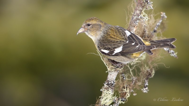 Bec crois bifasci_Y3A9720 - White-winged Crossbill