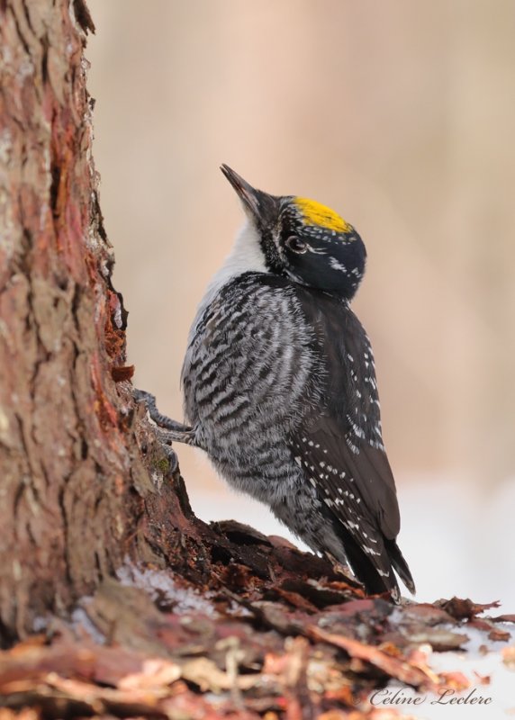 Pic  dos ray_Y3A0540 - American Three-toed Woodpecker