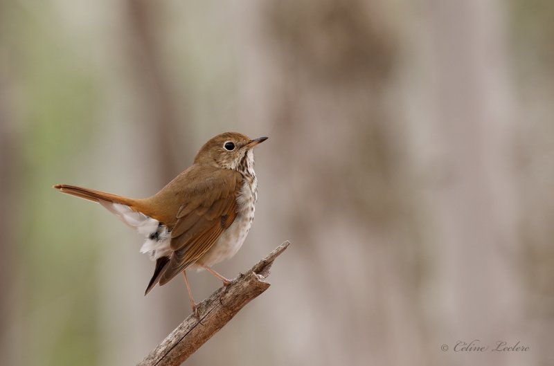 Grive solitaire_Y3A1283 - Hermit Thrush