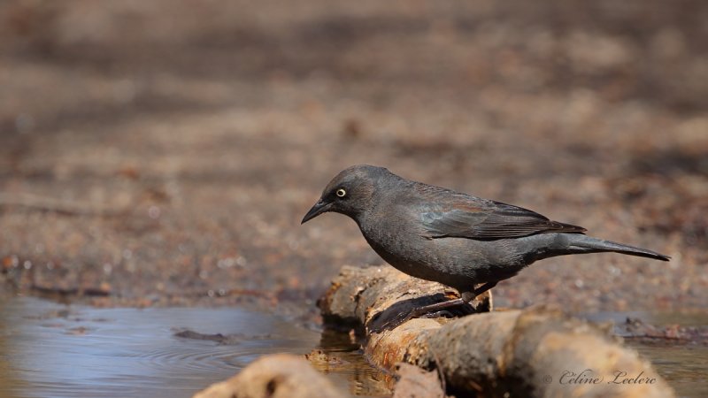 Quiscale rouilleux_Y3A1911 - Rusty Blackbird
