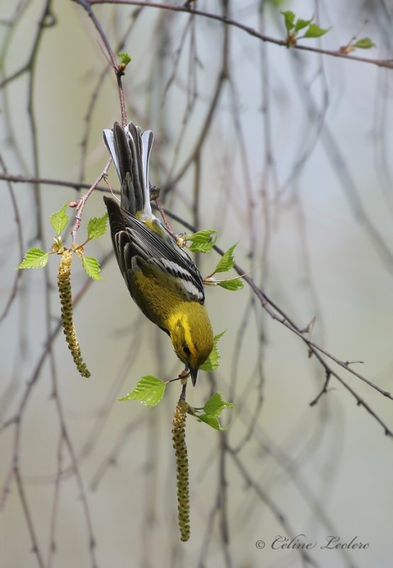 Paruline  gorge noire_Y3A3690 - Black-throated Green Warbler