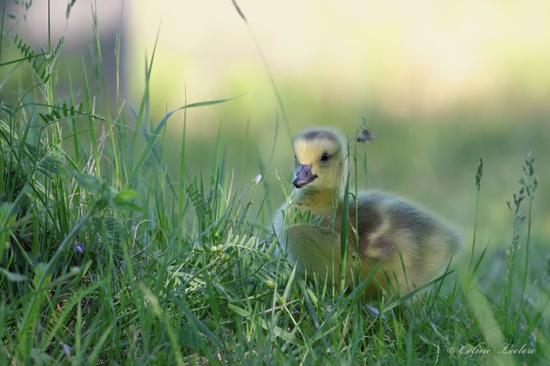Bernache du Canada (poussin)_Y3A5459 - Canada Goose chick