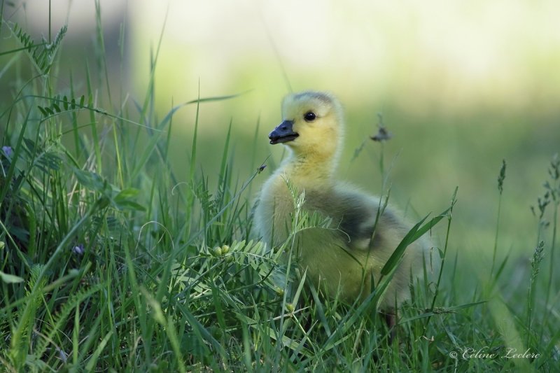 Bernache du Canada (poussin)_Y3A5463 - Canada Goose chick