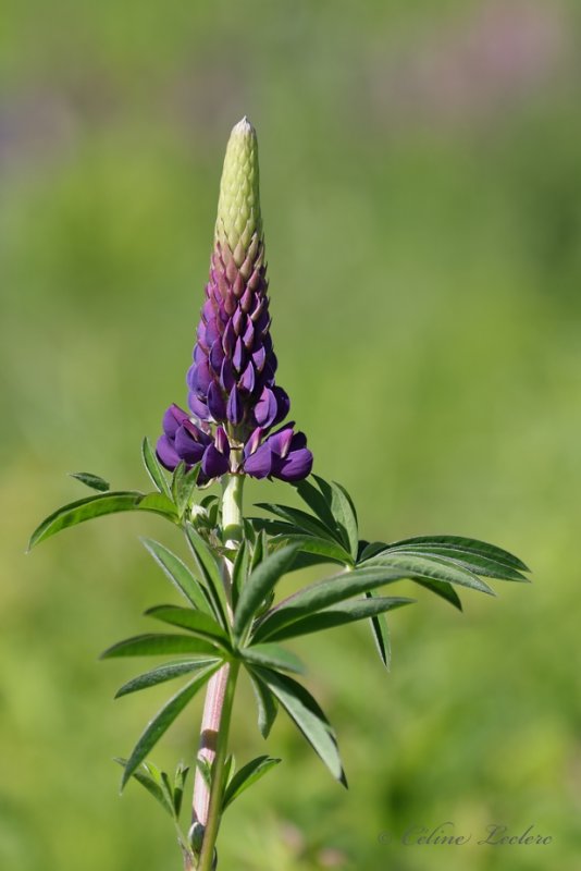 Lupin_Y3A5920
