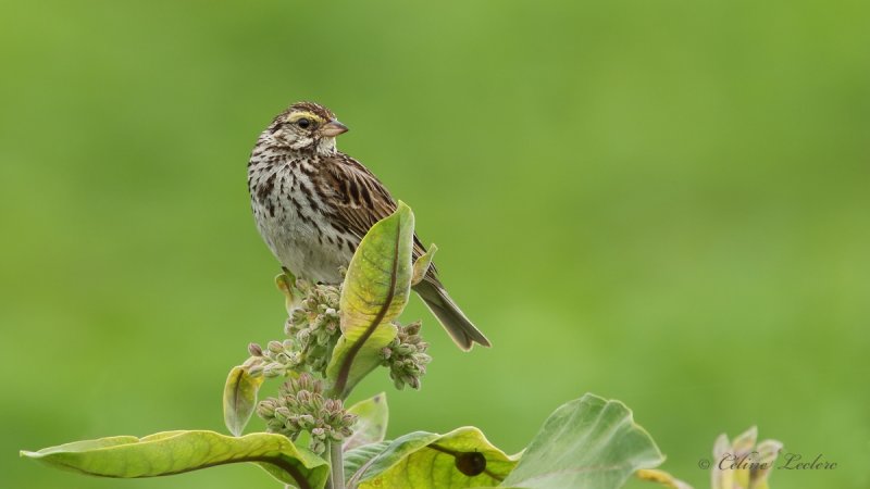 Bruant des prs_Y3A6780 - Savannah Sparrow