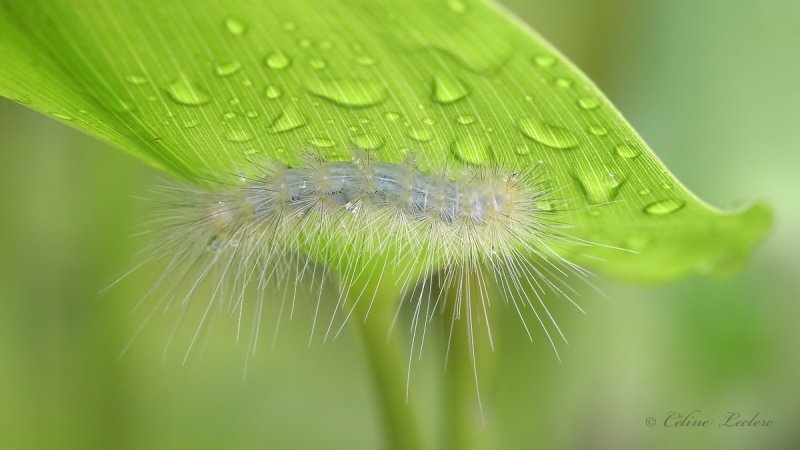 Chenille_MG_9579 - Caterpillar