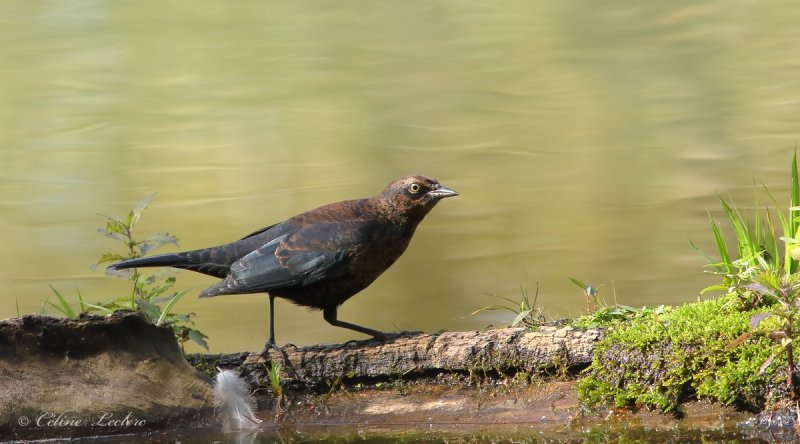 Quiscale rouilleux_Y3A8104 - Rusty Blackbird