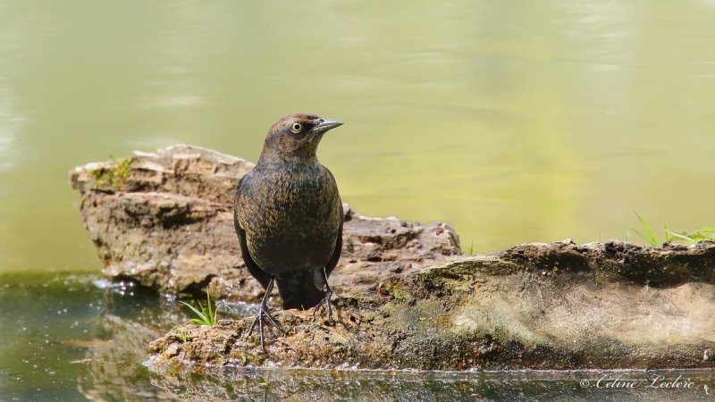 Quiscale rouilleux_Y3A8099 - Rusty Blackbird