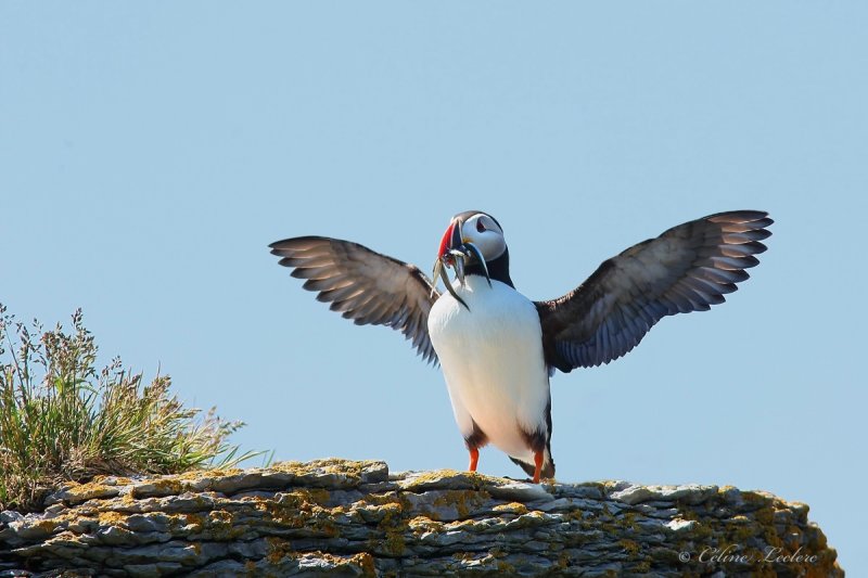 Macareux moine_4220 - Atlantic puffin