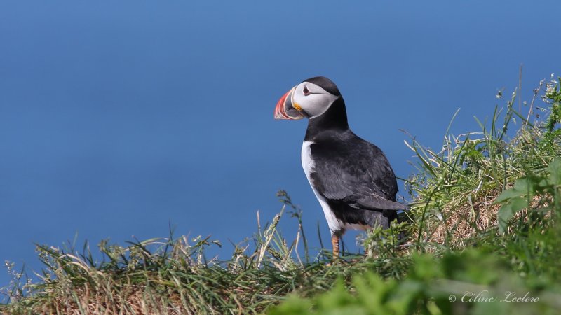 Macareux moine_4572 - Atlantic puffin