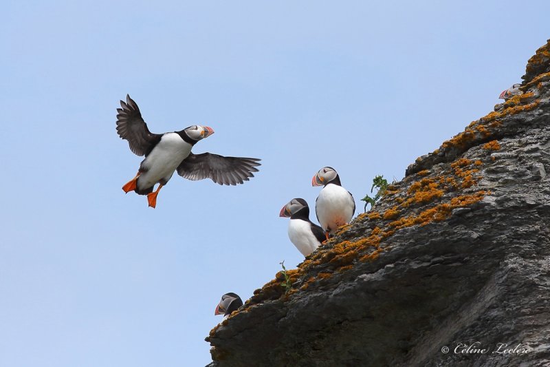 Macareux moine_1775 - Atlantic puffin