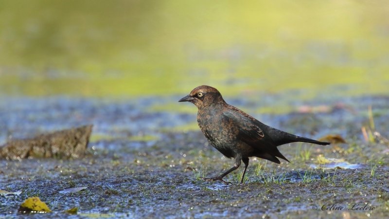 Quiscale rouilleux_Y3A8558 - Rusty Blackbird