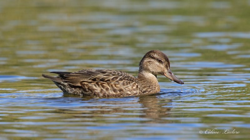 Sarcelle d'hiver_Y3A8084 - Green-Winged Teal