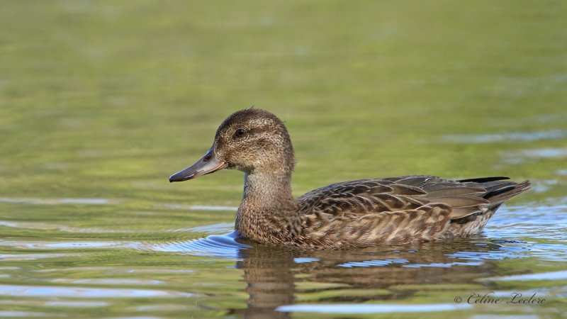 Sarcelle d'hiver_Y3A8091 - Green-Winged Teal