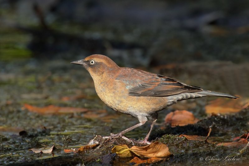 Quiscale rouilleux_Y3A8670 - Rusty Blackbird