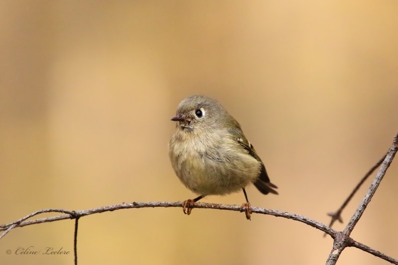 Roitelet  couronne rubis_Y3A8827 - Ruby-crowned Kinglet