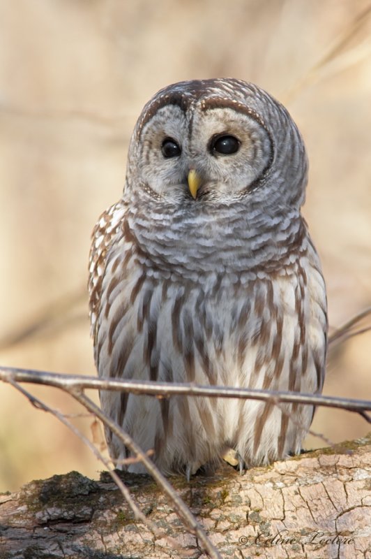Chouette raye_1083 - Barred Owl