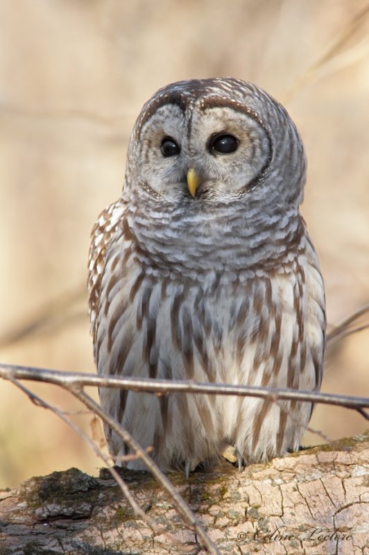Chouette rayée_1083 - Barred Owl