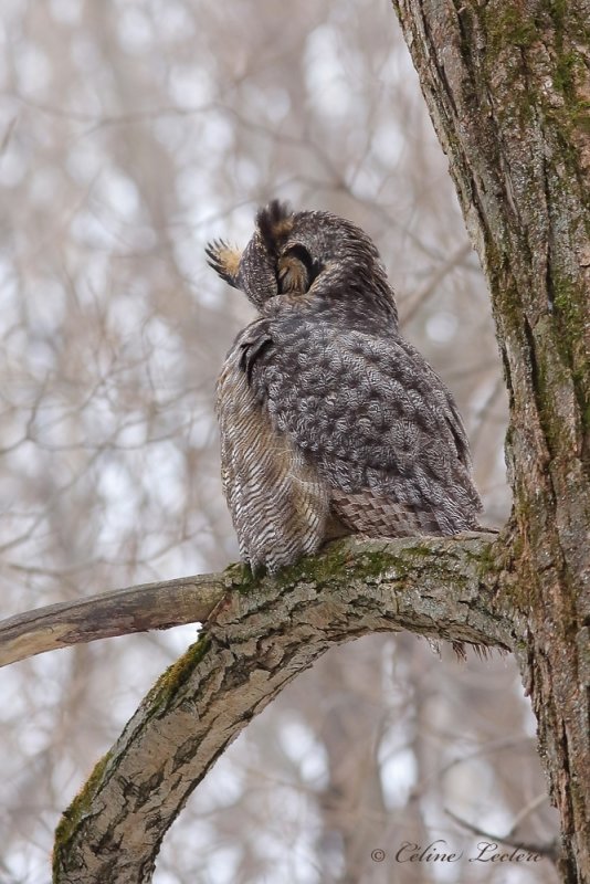 Grand Duc d'Amérique_1040 - Great Horned Owl