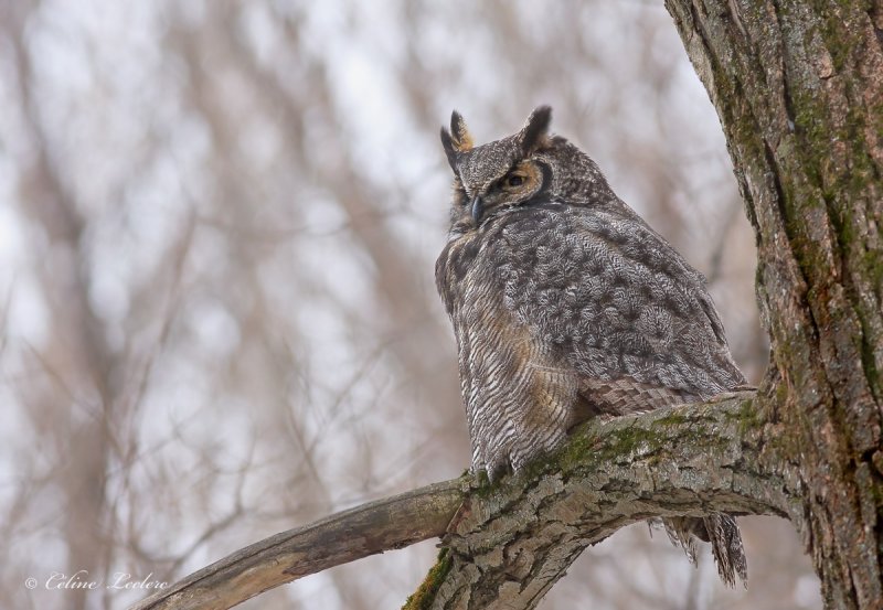 Grand Duc d'Amérique_1070 - Great Horned Owl