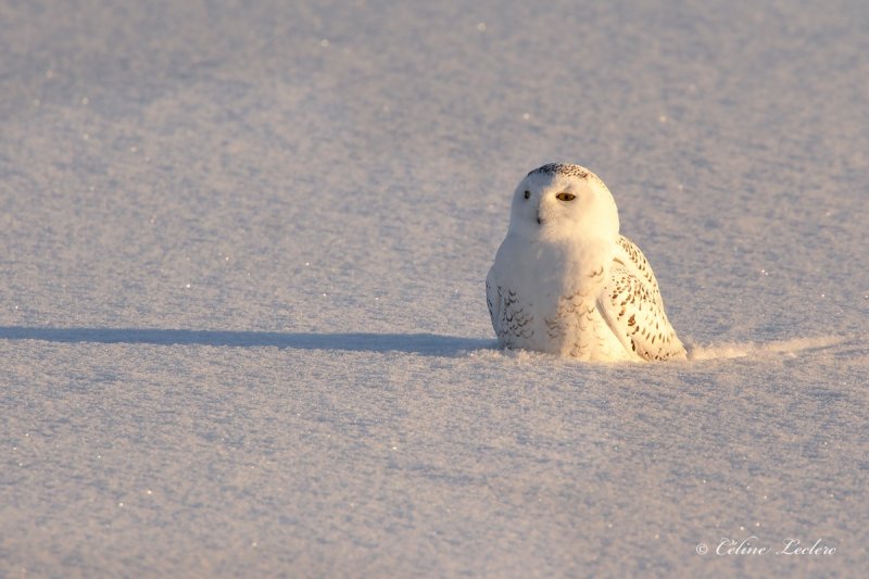 Harfang des neiges_Y3A9243 - Snowy Owl