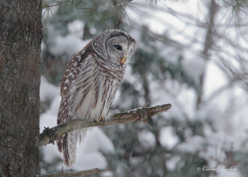 Chouette raye_Y3A9368 - Barred Owl