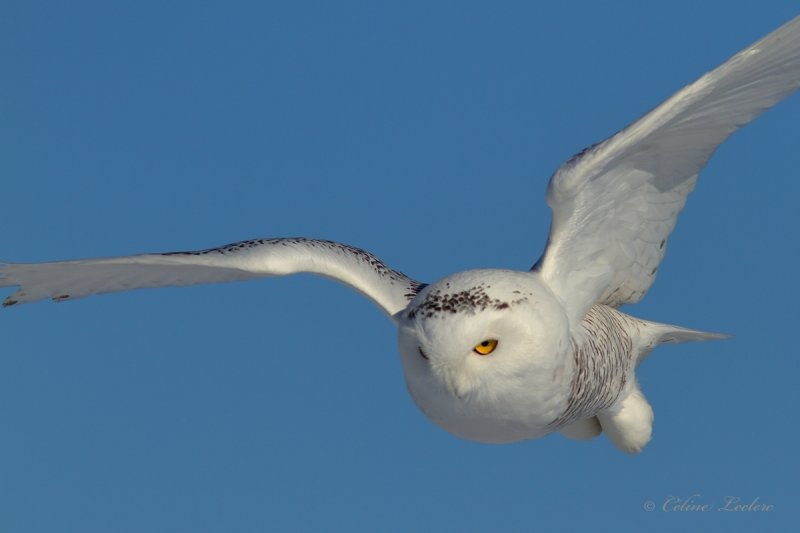 Harfang des neiges_6470 - Snowy Owl