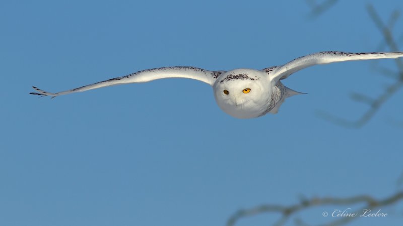 Harfang des neiges_6517 - Snowy Owl