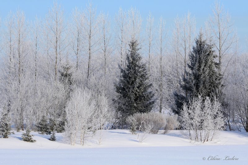 Paysage givr_1473 - Frosty landscape